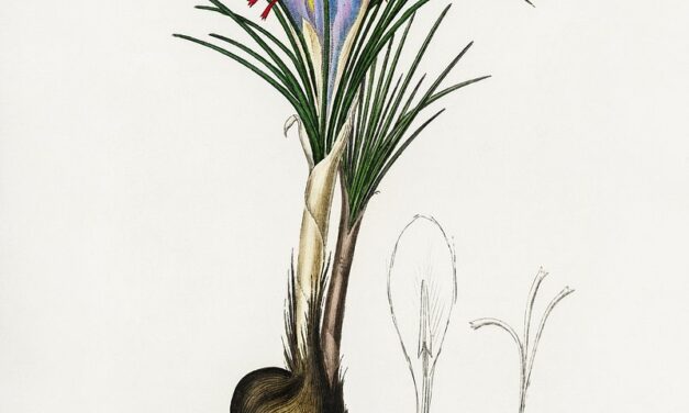 MFA in creative writing online