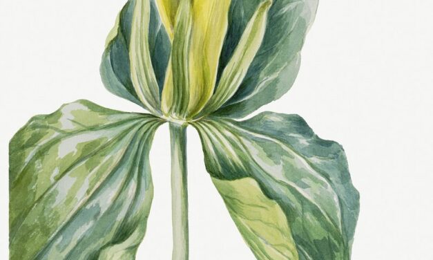 Best MFA creative writing programs